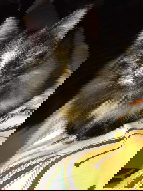 Cocoa