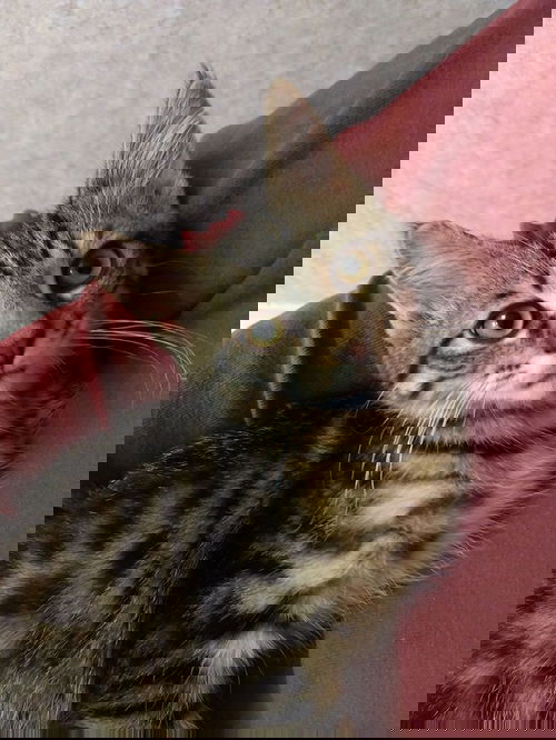 Troy