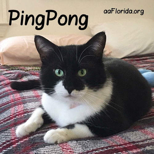 Ping Pong