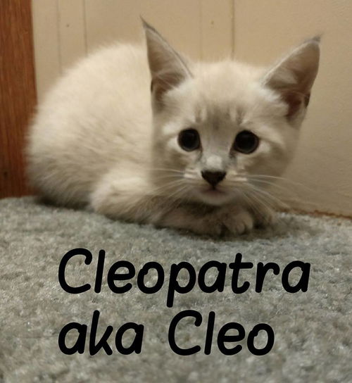 Cleopatra