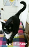 Figaro