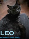 Leo the Lap Cat