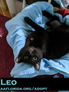 Leo the Lap Cat