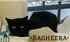 Bagheera