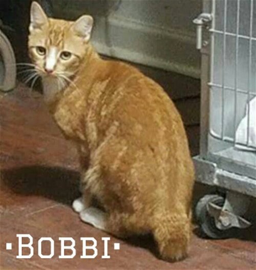 Bobbi