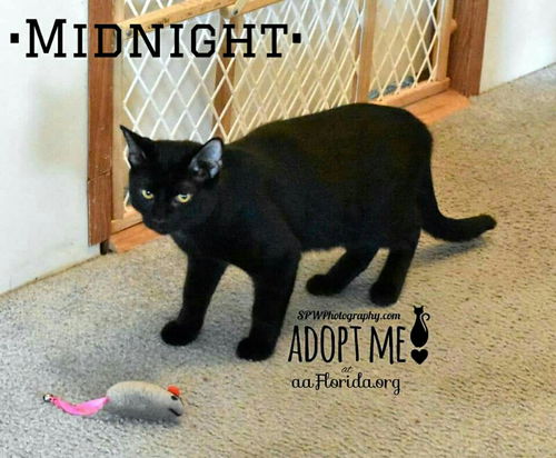 Midnight