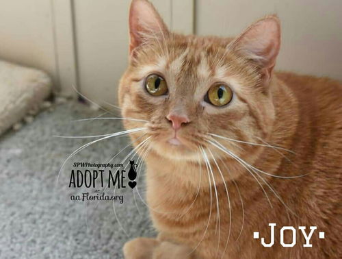 Joy (orange tabby)