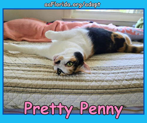 Calico Penny (Penne)