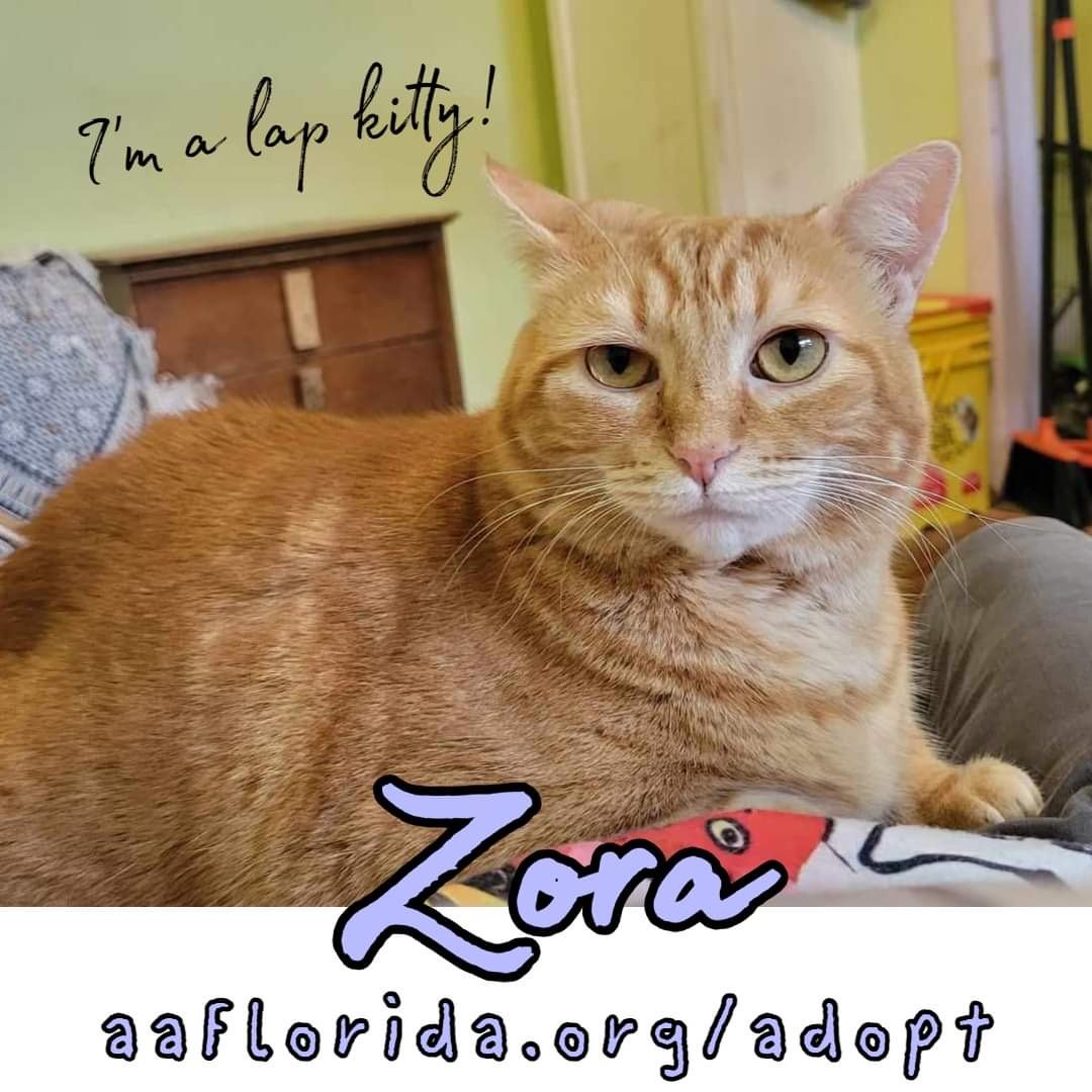 adoptable Cat in Pensacola, FL named Zora
