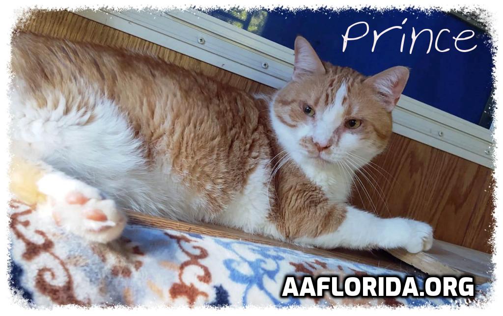 adoptable Cat in Pensacola, FL named Prince