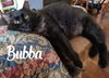 Bubba