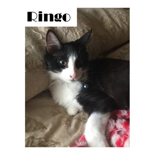 Ringo 2018