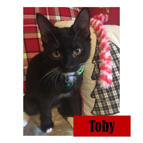 Toby 2018