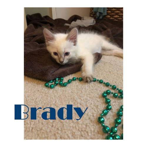 Brady