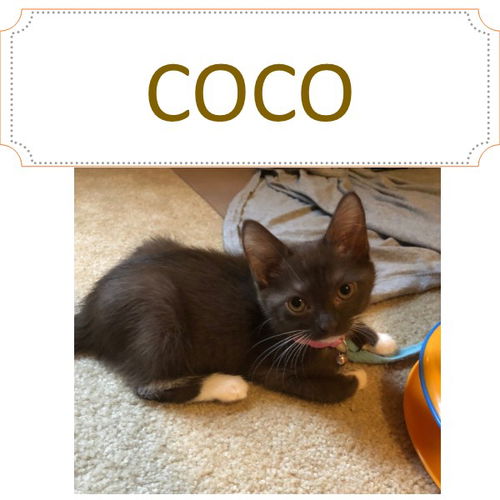 Coco-Socks 2018