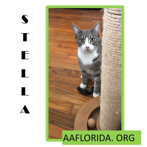 Stella