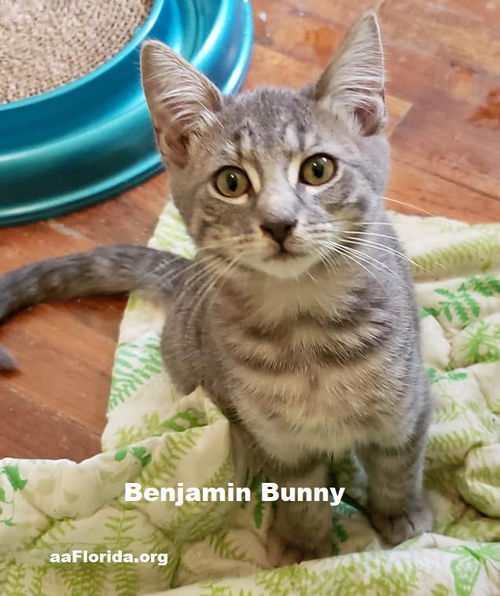 Benjamin Bunny 2018