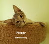 Flopsy