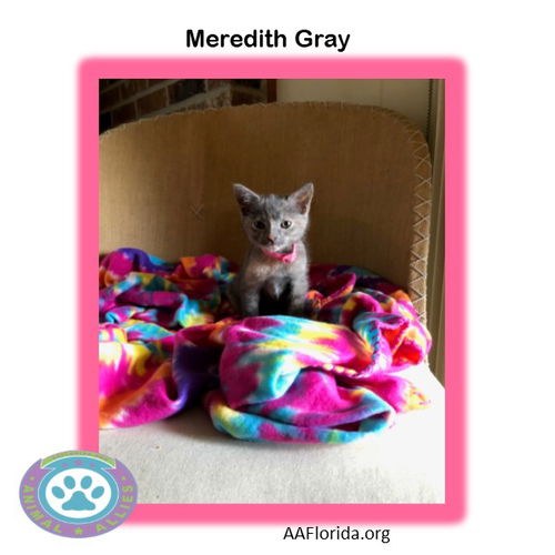 Meredith Gray