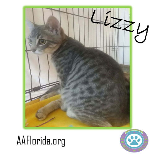 Lizzy