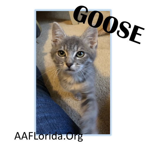 Goose 2019