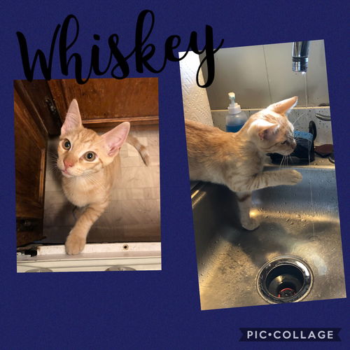 Whiskey