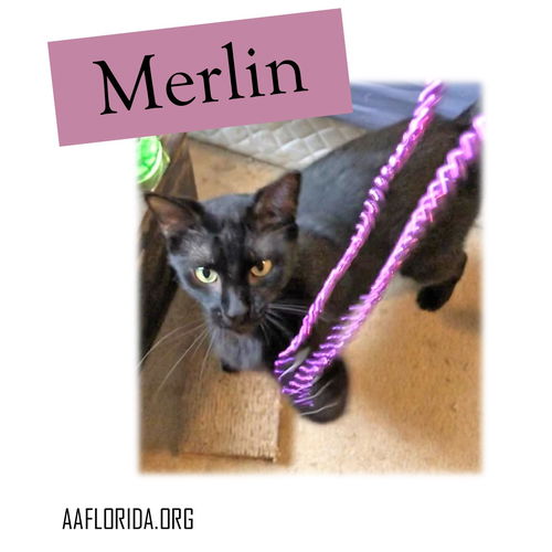 Merlin 2019