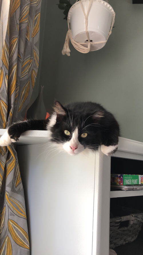 Sylvester
