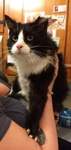 Sylvester