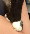 Sylvester