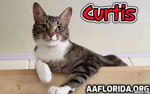 Curtis