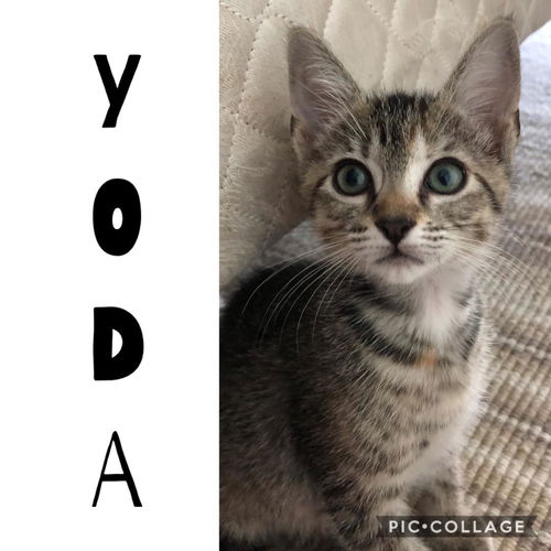 Yoda