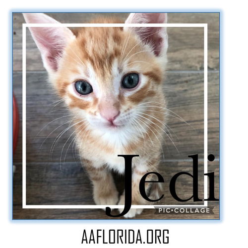 Jedi