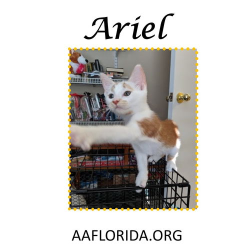 Ariel