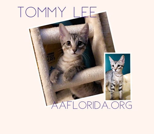 Tommy Lee
