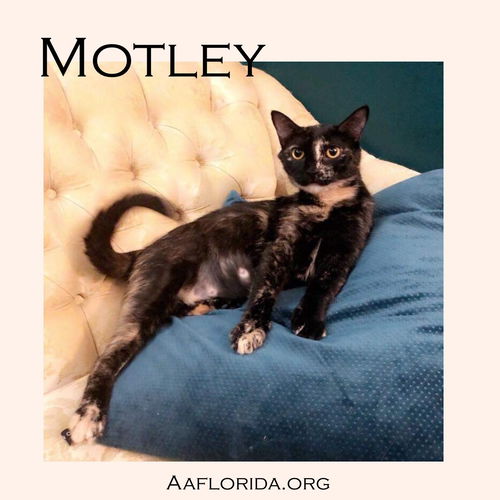Motley