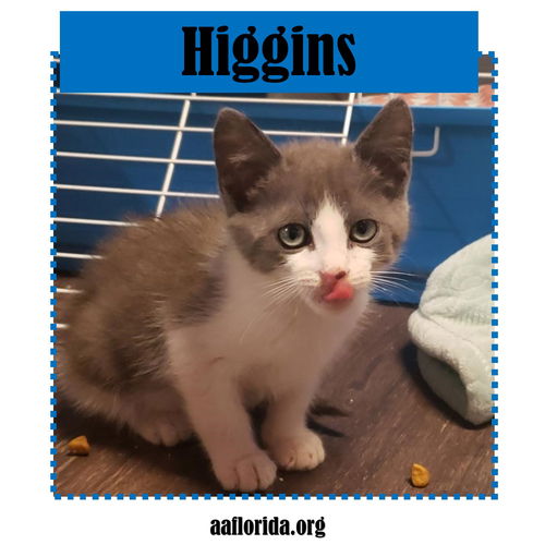 Higgins