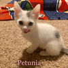 Petunia