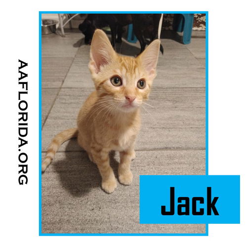 Jack