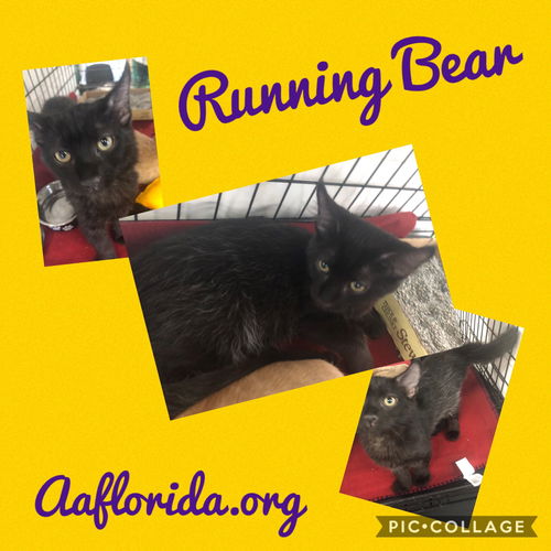 Running Bear