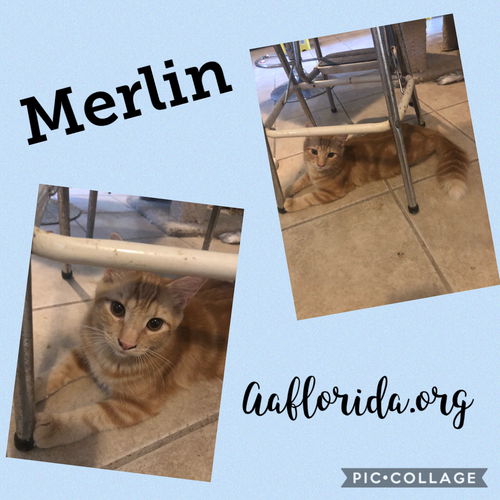 Merlin 2019-2