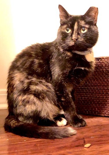 Stella