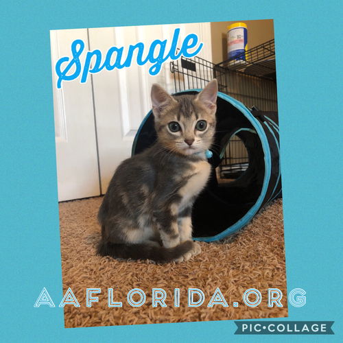 Spangle