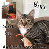 Binx