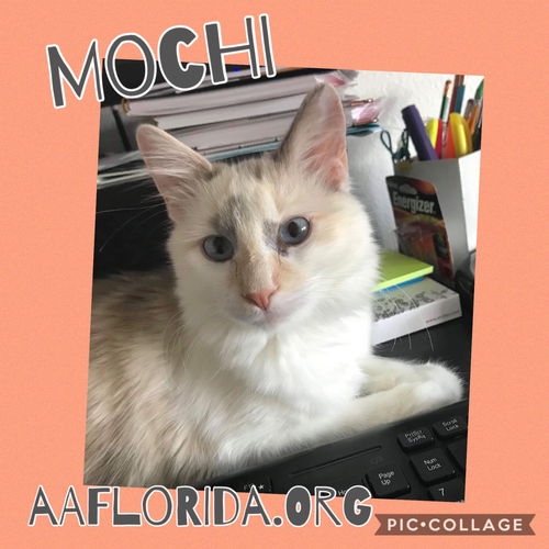 Mochi