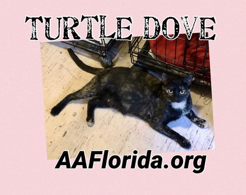 Turtle Dove