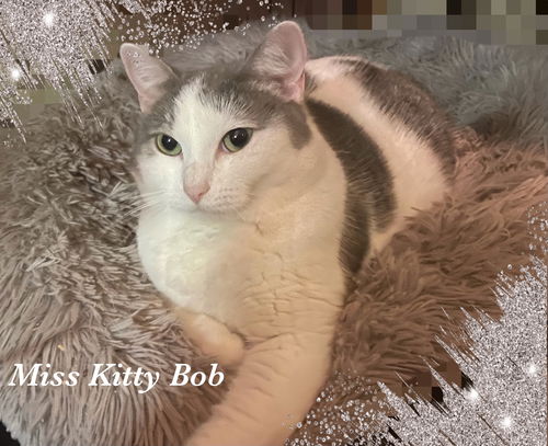 KittyBob