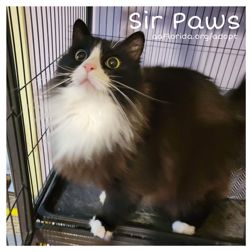 Sir Paws