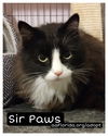 Sir Paws