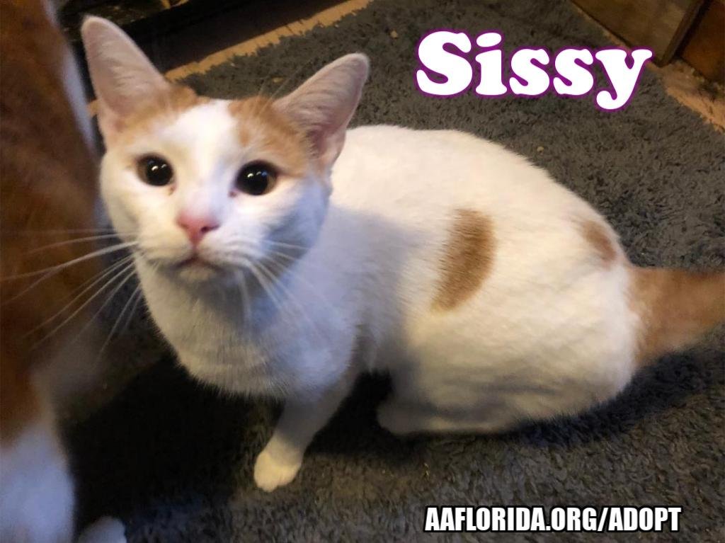 adoptable Cat in Pensacola, FL named Sissy